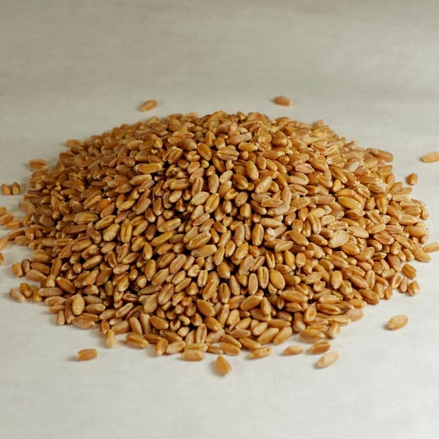 Whole Wheat Grains